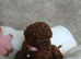 Miniature Poodle.