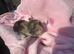 3 babies mini lops