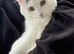 Fluffy white cat