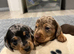 Last Male Miniature Dachshund puppy
