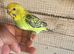 Baby budgies for sale £40 each collection mk404nn