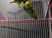 Pair of love birds with cage
