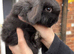 4 Stunning Mini-Lops for Sale