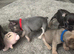 4 beautiful frenchie puppies