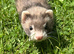 9 Week Old Half Micro Angora Hob