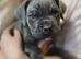 Cane corso puppies