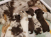 Long haired Choc & Choc Merle pups, Russian dad...