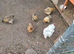 Silkie and chicks