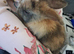 Lovely super frindly rabbit