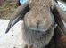Mini Lop/Rex cross
