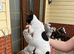 Jack russell