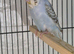 Dominant pied split helicopter