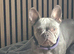 Selling two French bulldogs