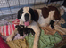 ST BERNARD PUPPIES