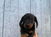 Kc miniature dachshund