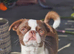 Gorgeous chocolate and white male