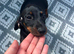 1 boy Dachund left Dachshund