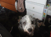 2 year old bordoodle