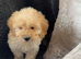 Cockapoo puppies