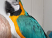 Blue and Gold Macaw