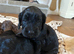 7 beautiful F1 cockapoo puppies