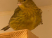 Young fife canaries