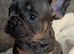 Reduced to find his forever home!