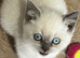 Stunning pure British Shorthaired kittens