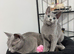 Loving, cuddly pedigree Russian Blue