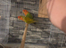 Loverly pair off lovebirds