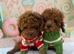 Dark Red Teacup Asian Poodle Girls