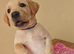 Stunning Black & Yellow Labrador Puppies