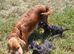 Brilliant Cockalier-a-Poo Puppies – Ready Soon!