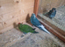 Breeding Pair kakarikis