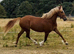 Stunning Chestnut Filly!