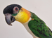 Super Tame Black Headed Caique