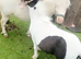 Diamond my Shetland