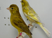 Beautiful pair of raza canaries for sale