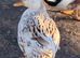 Miniature Silver Appleyard hatching eggs