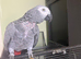 African grey parrot for sale