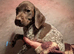 Gorgeous GSP KC registered puppies