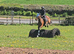 Super allrounder gelding 16.2hh
