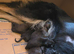German shepherd puppies