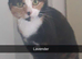 2 sister cats for sale