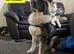 5 pedigree Siberian husky / American Akita long haired puppy's.