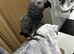 I have a beautiful parrot
