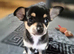 Chihuahua Puppies