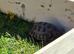 Tina the tortoise