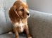 Health tested cavalier King Charles
