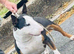 I have English bull terrier proven stud dogs
